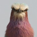 Lilac-breated Roller