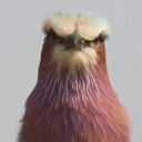 Lilac-breated Roller